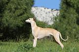 WHIPPET 071